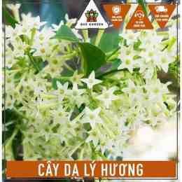 bông dạ lý hương