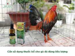 hướng dẫn sử dụng bóng đá gà