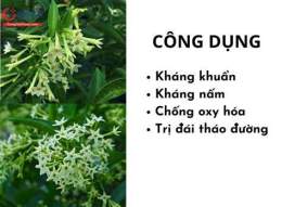 hướng dẫn sử dụng bông dạ lý hương
