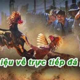 trực tiếp đá gà sao bông 67